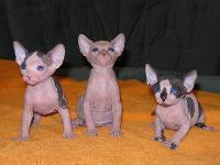 Three lovely Sphynx Kittens Available