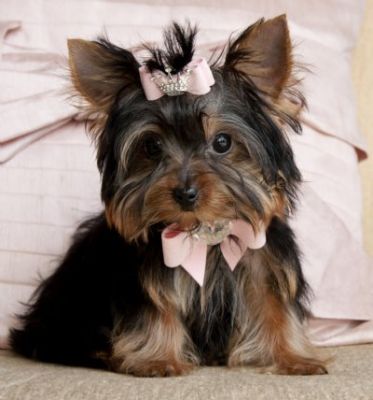 ADORABLE TEACUP YORKIE PUPPIES FOR YOUR HOME THIS COMING XMAS