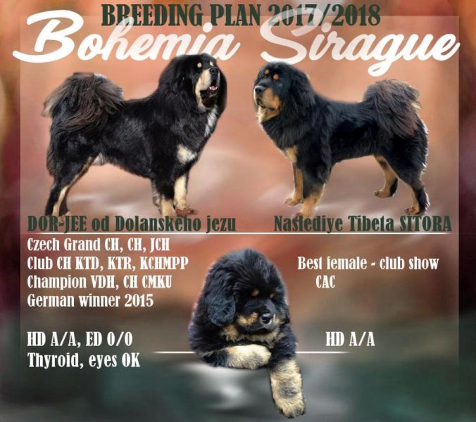Tibettan Mastiff puppies from CZE