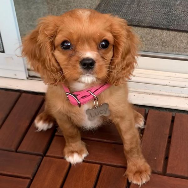 Cavalier king puppies 