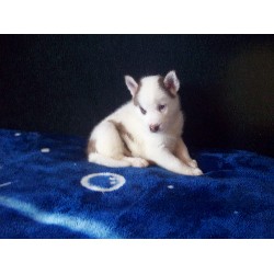 BEAUTIFUL & ADORABLE PUPPIES AVAILABLE NOW!