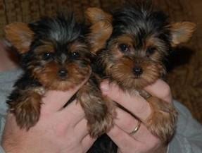  Socialized Yorkie Puppies For Adoption.