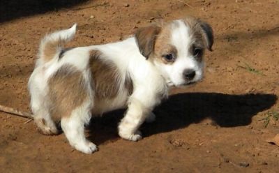 well trained jack Russel puppies for sale 