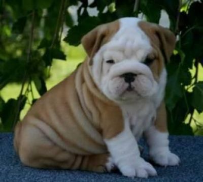 Healthy English Bulldog Puppies For Adoption