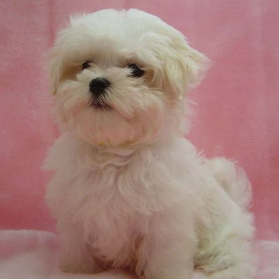 outstanding maltese puppies for adoption