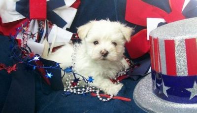 Nice Teacup maltese puppies for sale