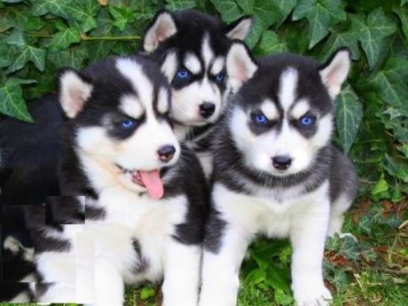 Siberian Husky puppies.