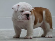Cute and Adorable English Bulldog Puppies For Adoption.
