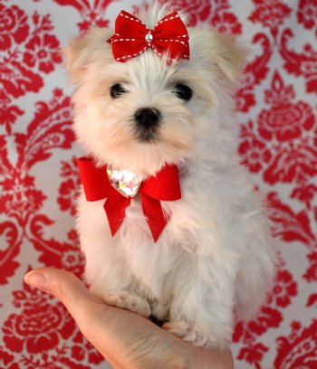 Tiny Teacup Maltese Puppies