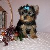 Two Cute and Adorable Yorkie puppies for adoption (mirastutes@yahoo.com)