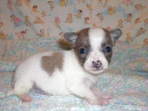 Chihuahua Puppies AVAILABLE(07031871838)