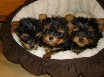 cute yorkie puppies for free adoption...
