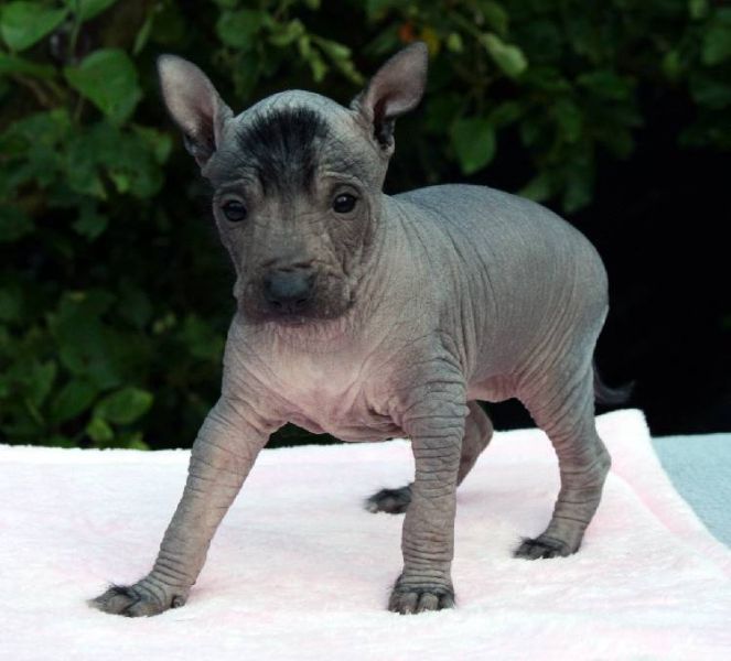 Perro sin pelo del Peru 5 beautiful puppies for sale