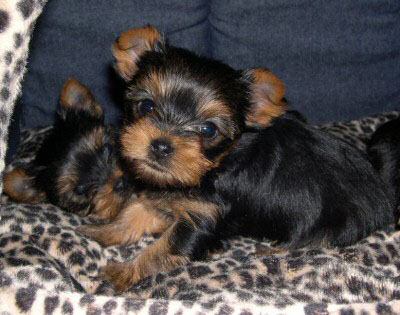 Lovely Male And Female Teacup Yorkie Puppies For Adoption