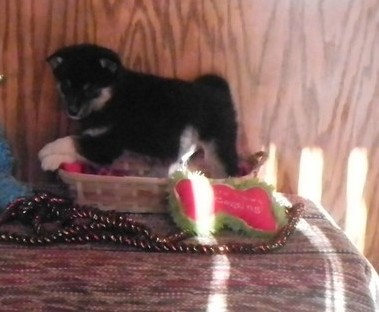 Alaskan Klee Kai Puppies For Sale