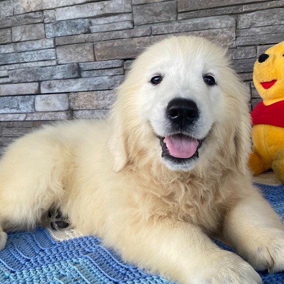 Beautifull golden_retriever_puppies_available 
