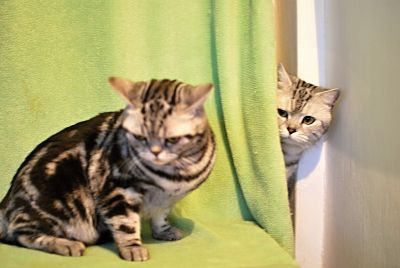 Looking for a new home - the British Whiskas with pedigree