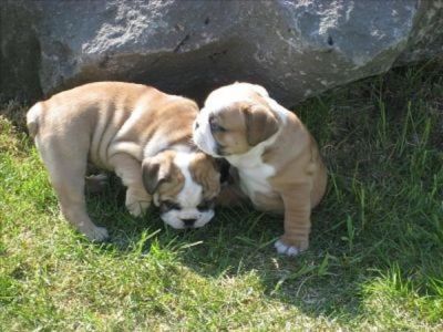 Affectionate bulldog puppies for re-homing with extraordinary wrinkles