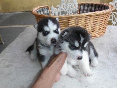 Siberian husky Puppies for sale In Lovely Home 