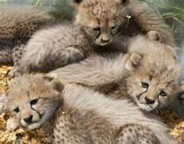 well tamped tiger,lion,cheetah,cougar cubs for sale
