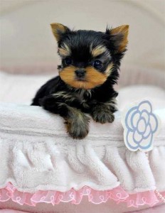 Lovely, playful Teacup Yorkie both female Yorkie (A K C Registered)