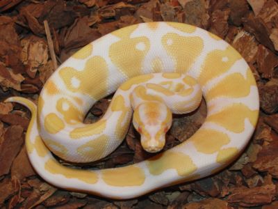 MALE AND FEMALE PIEBALD PYTHON'S