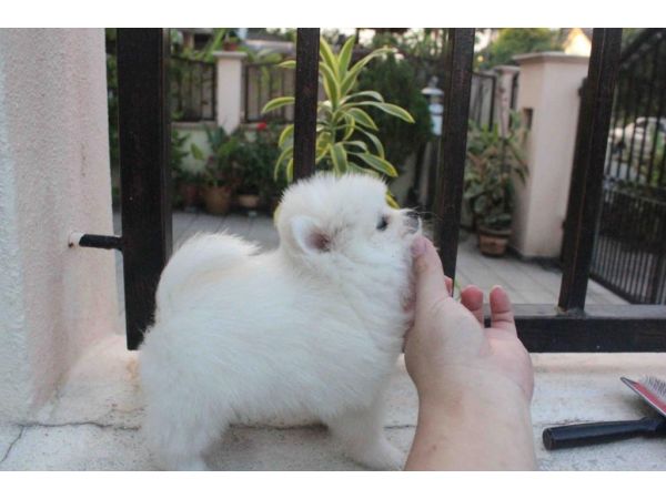 Teacup size omeranian Puppies for sale