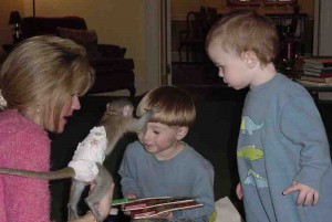 Cute and adorable baby capuchin monkeys for adoption