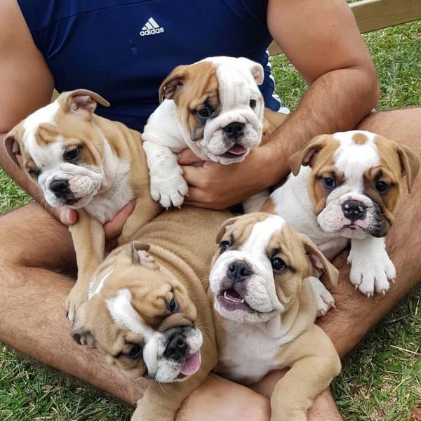 Beautiful ShRegistered English Bulldogs .+447440524997