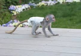 Pygmy marmoset Capuchin monkeys litter trained