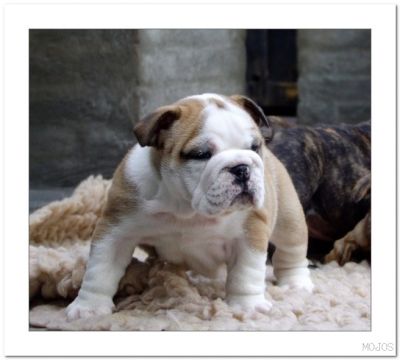 English Bulldog Puppies For Free Adoption