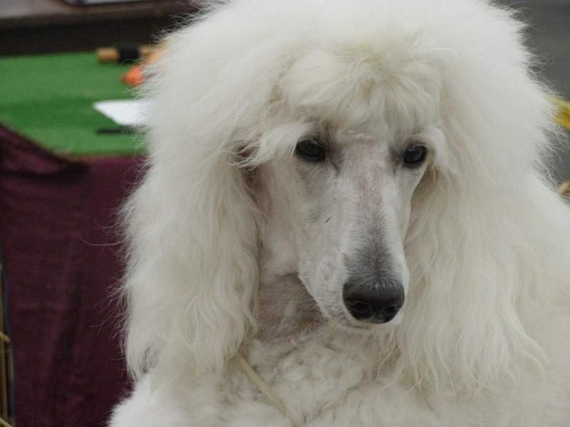 White Standard Poodle FCI puppies for sale