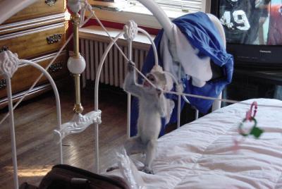 SWEET BABY CAPUCHIN MONKEY FOR X-MAS  ADOPTION