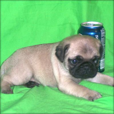 Well Trained Purebreed pug puppies available at very affordable prices
