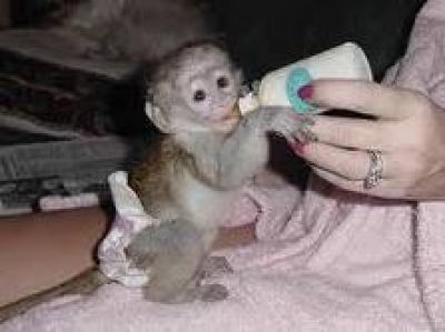 Adorable capuchin monkeys for X-mas