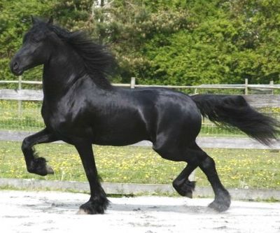 energetic friesian horses to give out