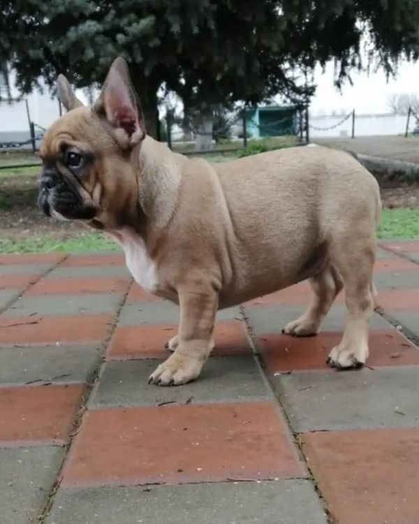 French bulldog puppy available 