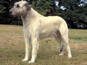 Irish Wolfhound Puppies for Sale