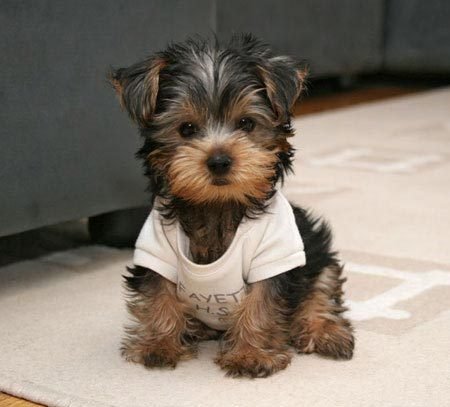 Beautiful Yorkie Puppies