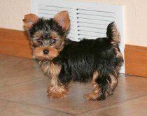  Yorkshire terrier puppies 4female / 2male