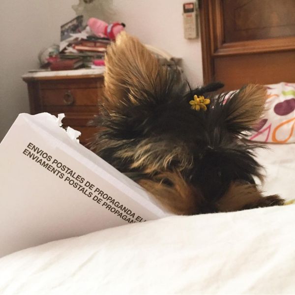 Yorkie poppies available male and female