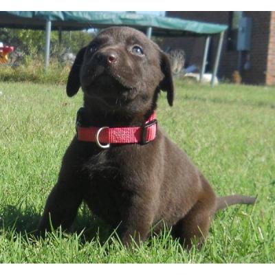 Gift LABRADOR puppies male and female