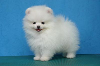 adorable pomarenian puppies for sale