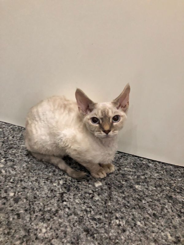 Ragdoll Kittens babies 