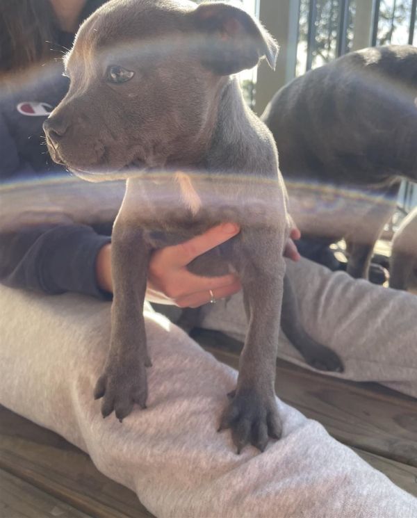 Purebred English Blue Staffy Puppies for Sale
