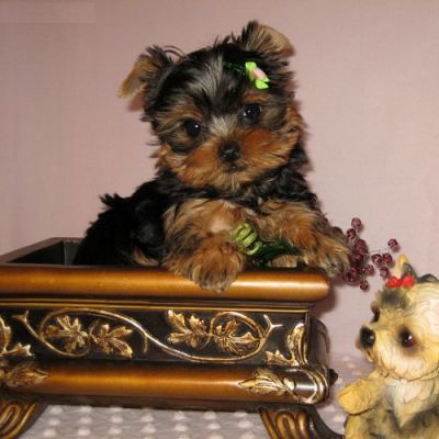 Gorgeous Tea Cup Yorkie Puppies For Free Adoption
