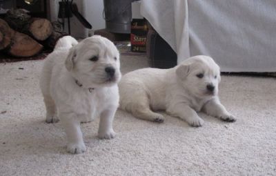 English Golden Retrievers Puppies