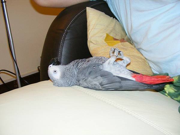 Lovely African Grey parrots for adoption