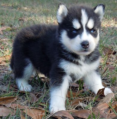 3 free Healthy and good looking siberian husky puppies
