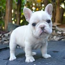 French bulldog puppies available